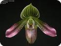 Paph. urbanianum